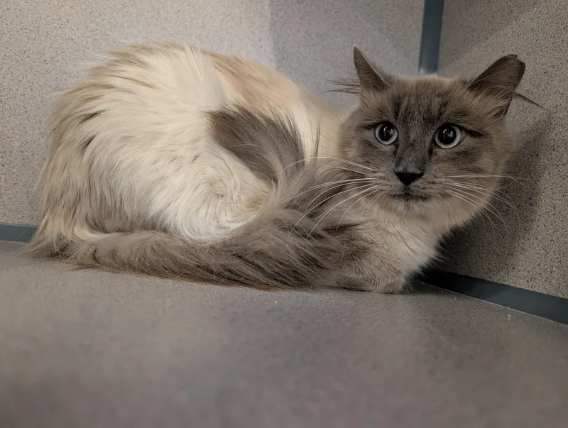 An adult large-sized male Siamese cat named Scruffy for adoption in Evergreen, CO