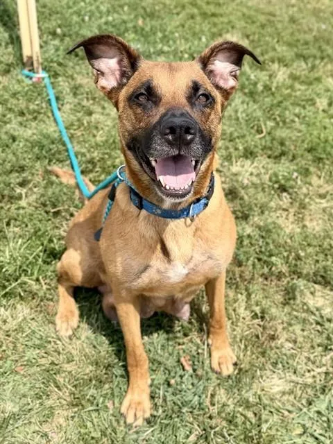 An adult large-sized female Black Mouth Cur dog named Harlee for adoption in Olivette, MO