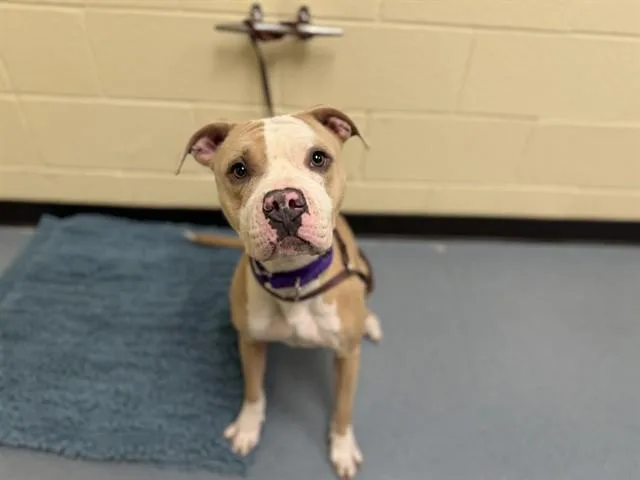 An adult large-sized female Pit Bull Terrier dog named Glitter for adoption in Denver, CO