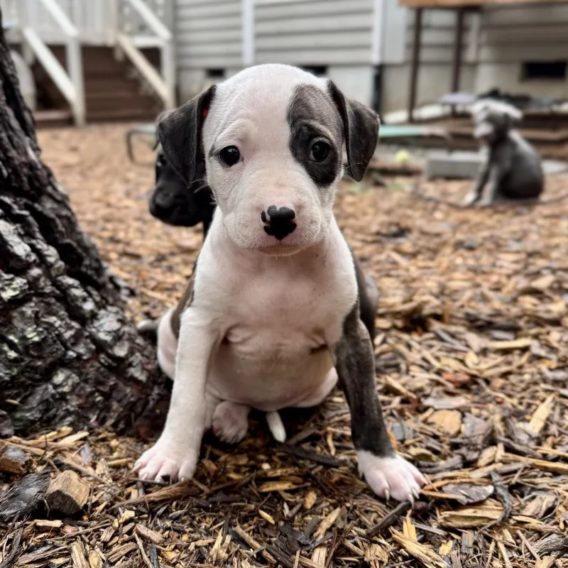 A baby medium-sized female Black Pit Bull Terrier dog named Lace for adoption in Durham, NC
