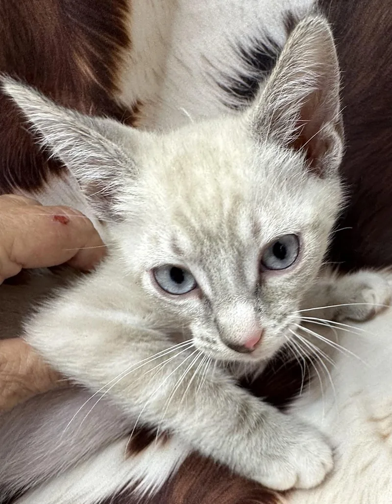 A baby small-sized male Siamese cat named Sancocho for adoption in San Diego, CA