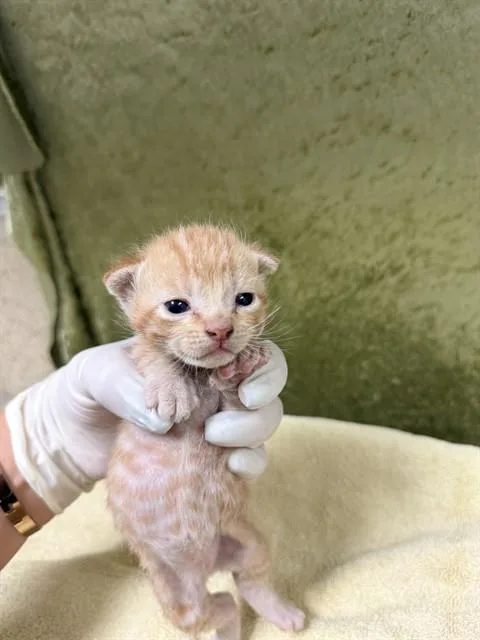A baby small-sized male Domestic Short Hair cat named Stitch for adoption in Riverside, CA