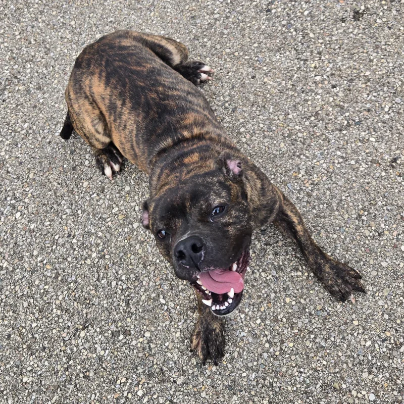 An adult medium-sized female Brindle Mixed Breed dog named Bb for adoption in Xenia , OH