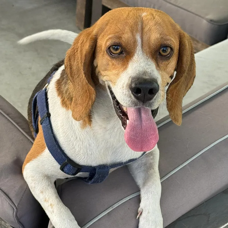 A young small-sized female White / Cream Beagle dog named Guava for adoption in Nowata, OK