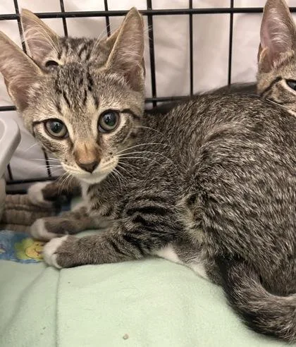 A young small-sized male Domestic Short Hair cat named Albi for adoption in Phoenix, AZ