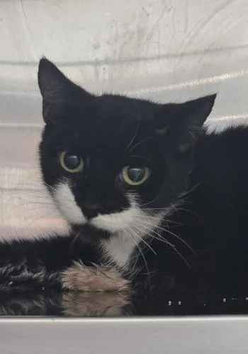 An adult medium-sized female Black & White / Tuxedo Domestic Short Hair cat named Remi for adoption in Webster, MA