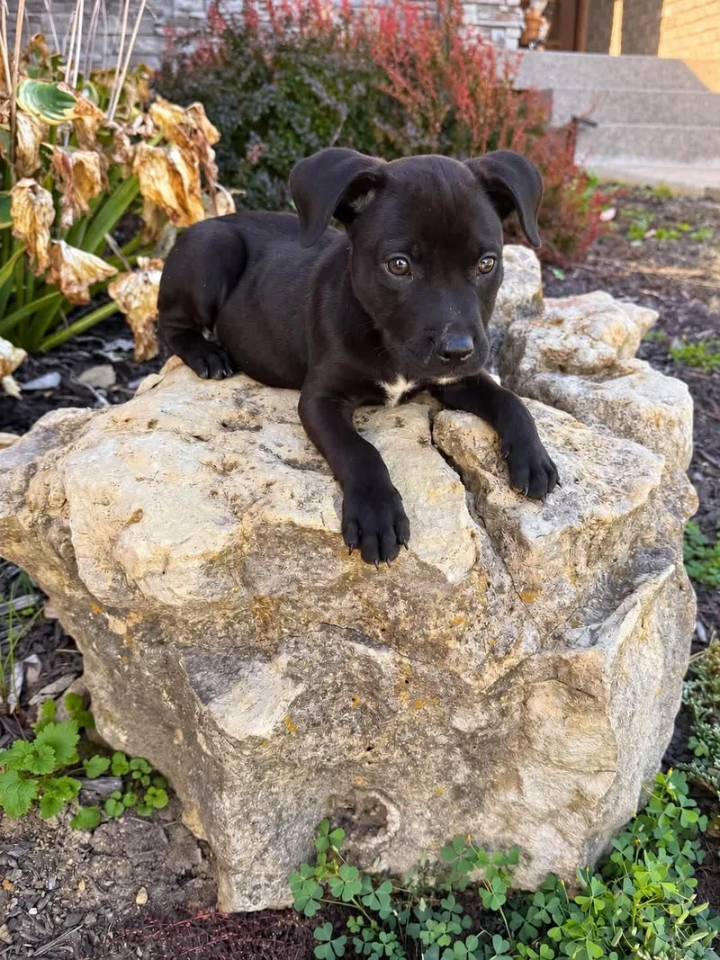 A baby medium-sized male Mixed Breed dog named Fenway for adoption in Lexington, KY
