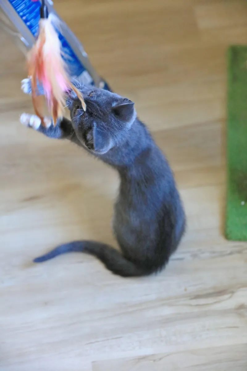 Heron thumbnail 3