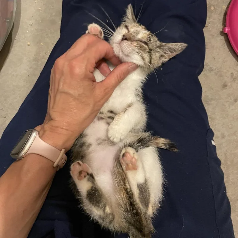 A baby small-sized female Tortoiseshell Domestic Short Hair cat named Gia for adoption in Springboro, OH