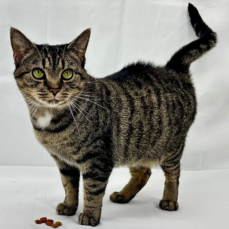 An adult small-sized female Brown / Chocolate Domestic Short Hair cat named Sasha for adoption in Greensburg, PA