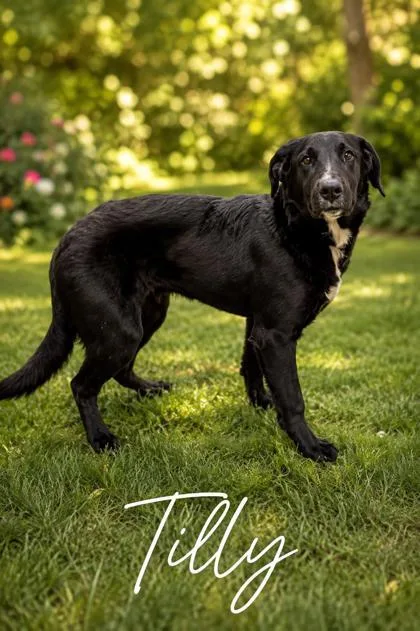 Tilly