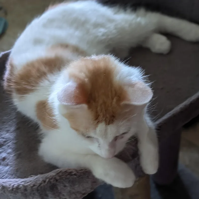 Sophie