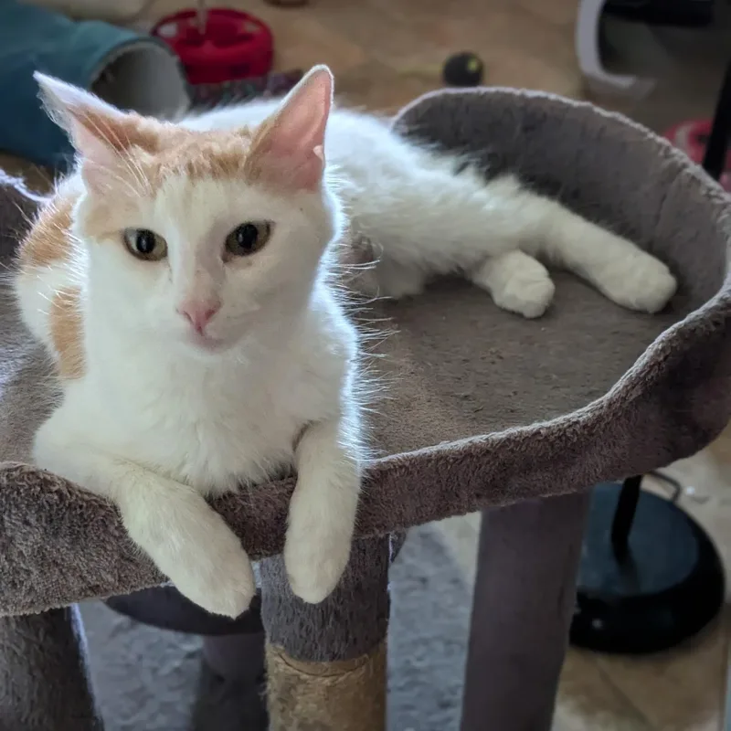 Sophie thumbnail 2