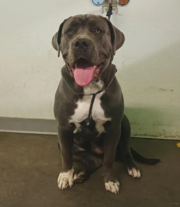 A young large-sized female Pit Bull Terrier dog named Martha for adoption in Los Angeles, CA