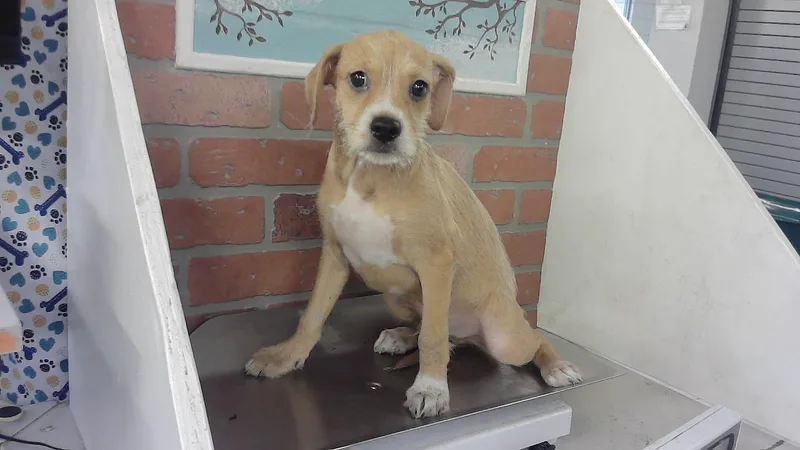 A baby small-sized male German Shepherd Dog dog named Toby for adoption in Houston, TX