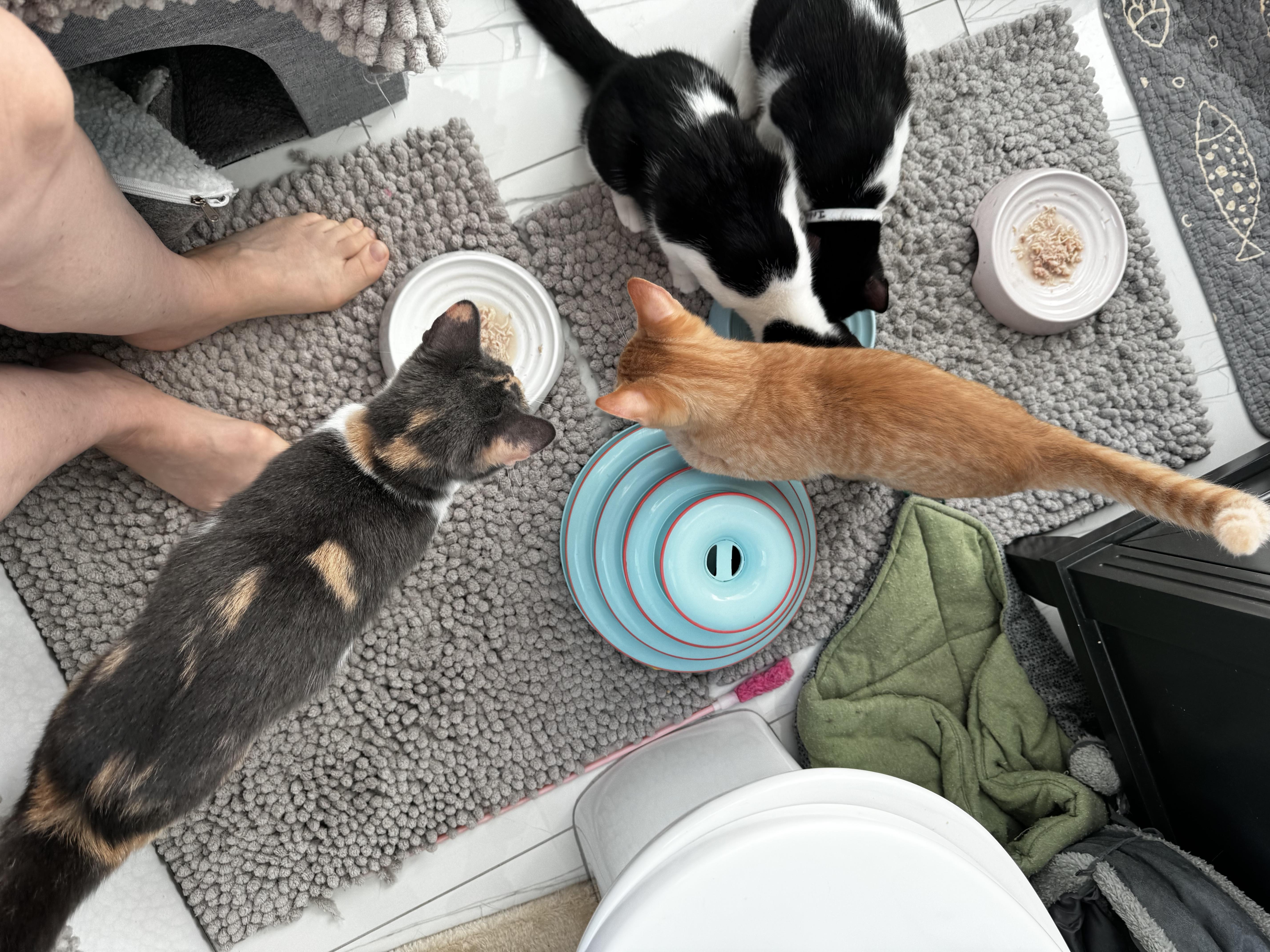 A baby small-sized male Domestic Short Hair cat named Aragorn for adoption in St Petersburg, FL