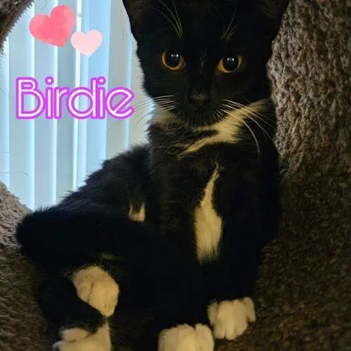 A baby small-sized female Tuxedo cat named Birdie for adoption in Gilbert, AZ