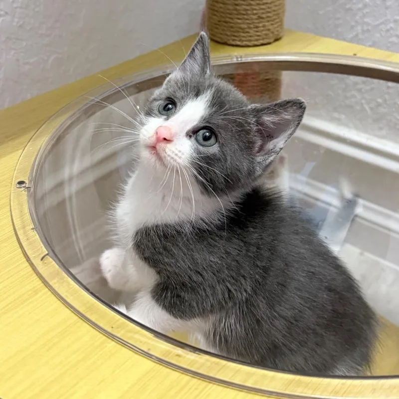A young medium-sized female Gray / Blue / Silver Domestic Short Hair cat named Kimchi for adoption in Parkland, FL