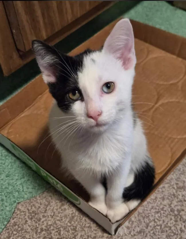 A baby medium-sized female Black & White / Tuxedo Domestic Short Hair cat named Gabrielle for adoption in Stewartsville, NJ