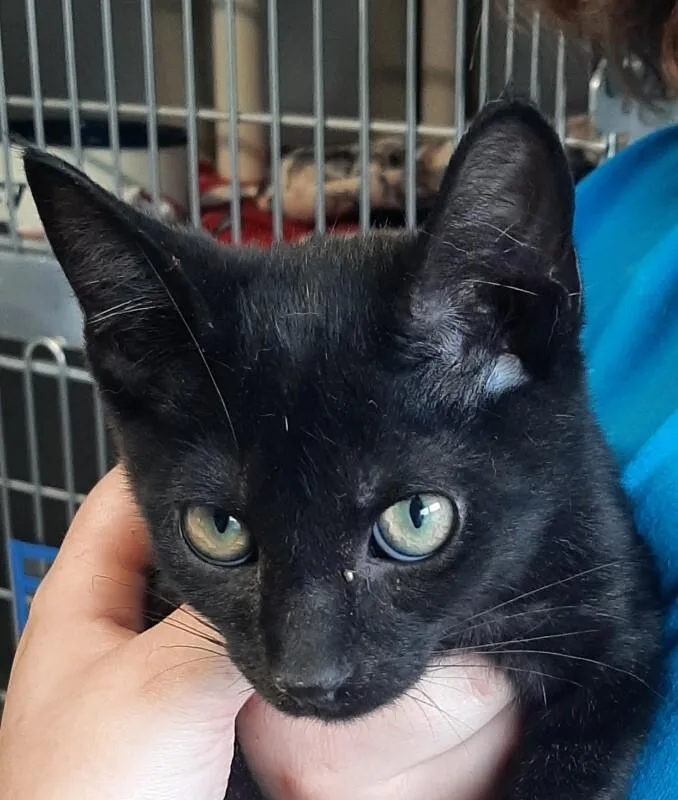 A young medium-sized male Black Domestic Short Hair cat named Dr. Pepper for adoption in Georgetown, OH