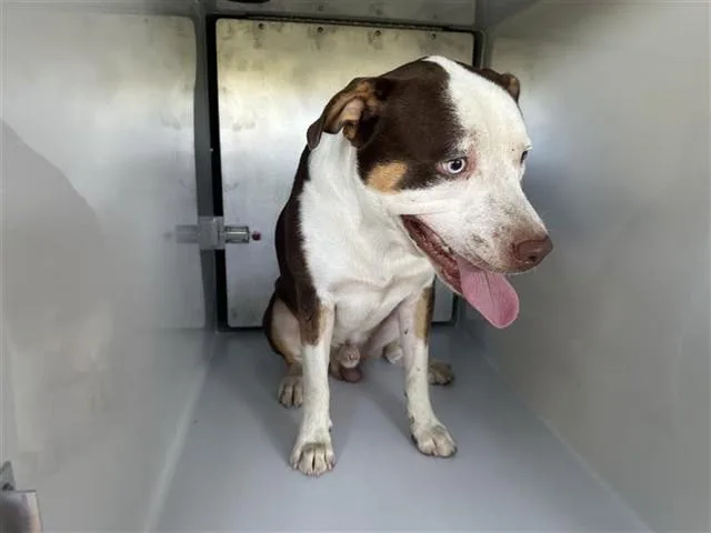 An adult large-sized male Pit Bull Terrier dog named A for adoption in Houston, TX