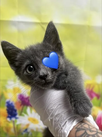 A young small-sized male Domestic Short Hair cat named Acura for adoption in San Antonio, TX