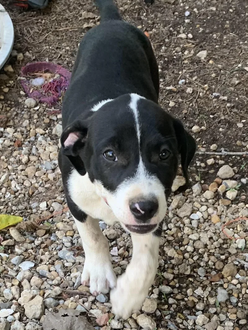 A baby medium-sized male Black Mixed Breed dog named Howie for adoption in Cedarburg, WI