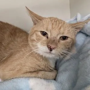 An adult medium-sized male Tabby (Buff / Tan / Fawn) Domestic Short Hair cat named Norman for adoption in Phoenixville, PA