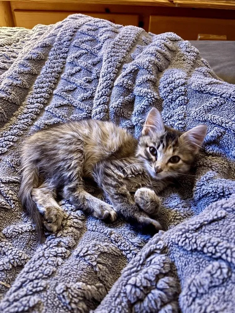 Rosie