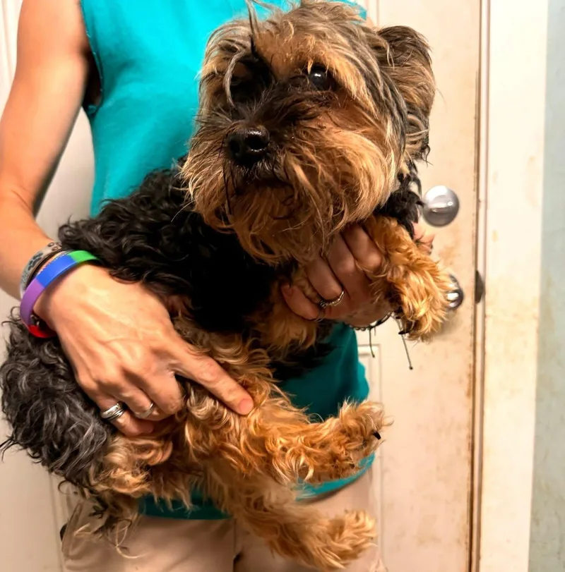 A senior small-sized female Black Yorkshire Terrier dog named Dolly for adoption in Metropolis, IL