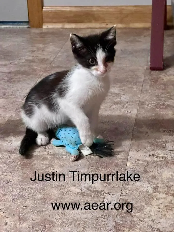 A baby medium-sized male Domestic Medium Hair cat named Justin Timpurrlake for adoption in Libertyville, IL