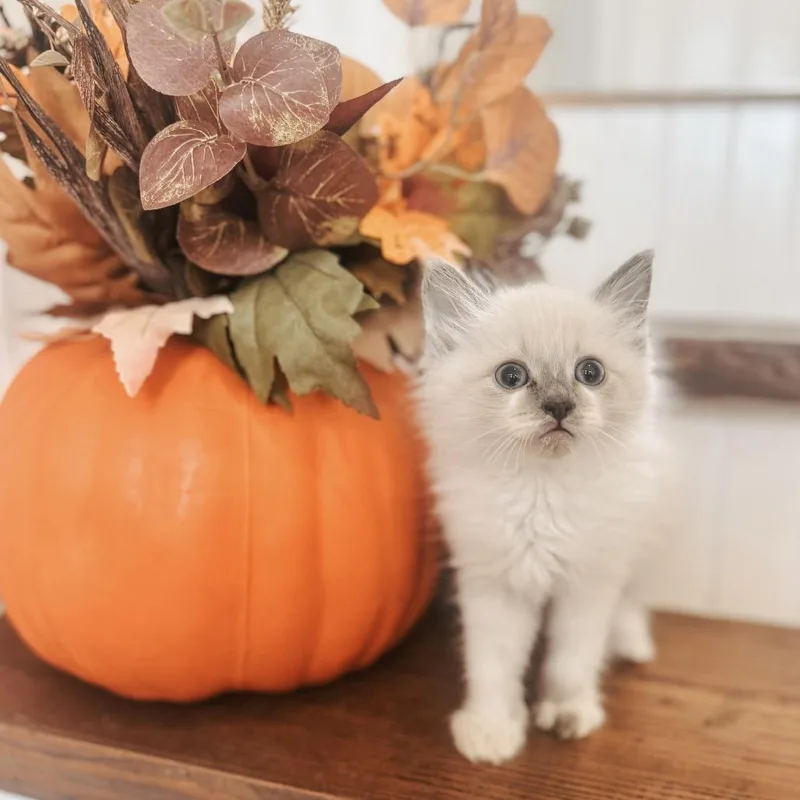 A baby small-sized male Siamese cat named Yeti for adoption in Brownsboro, AL