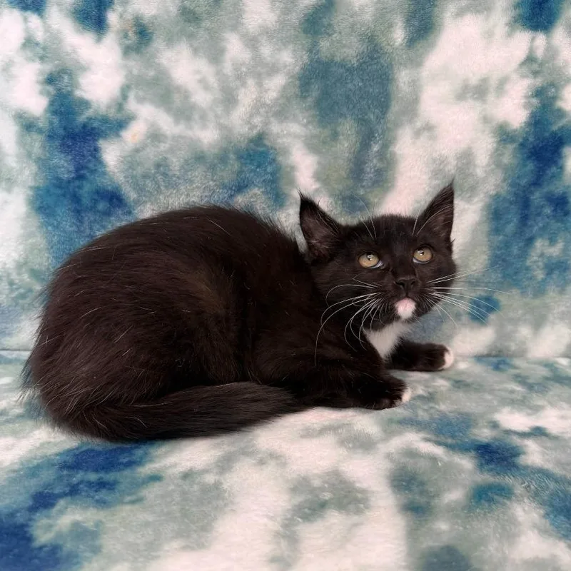 A baby medium-sized female Domestic Long Hair cat named Sassy for adoption in Benld, IL