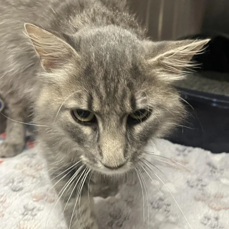A baby medium-sized male Gray / Blue / Silver Domestic Medium Hair cat named Hagrid for adoption in Hinsdale, IL