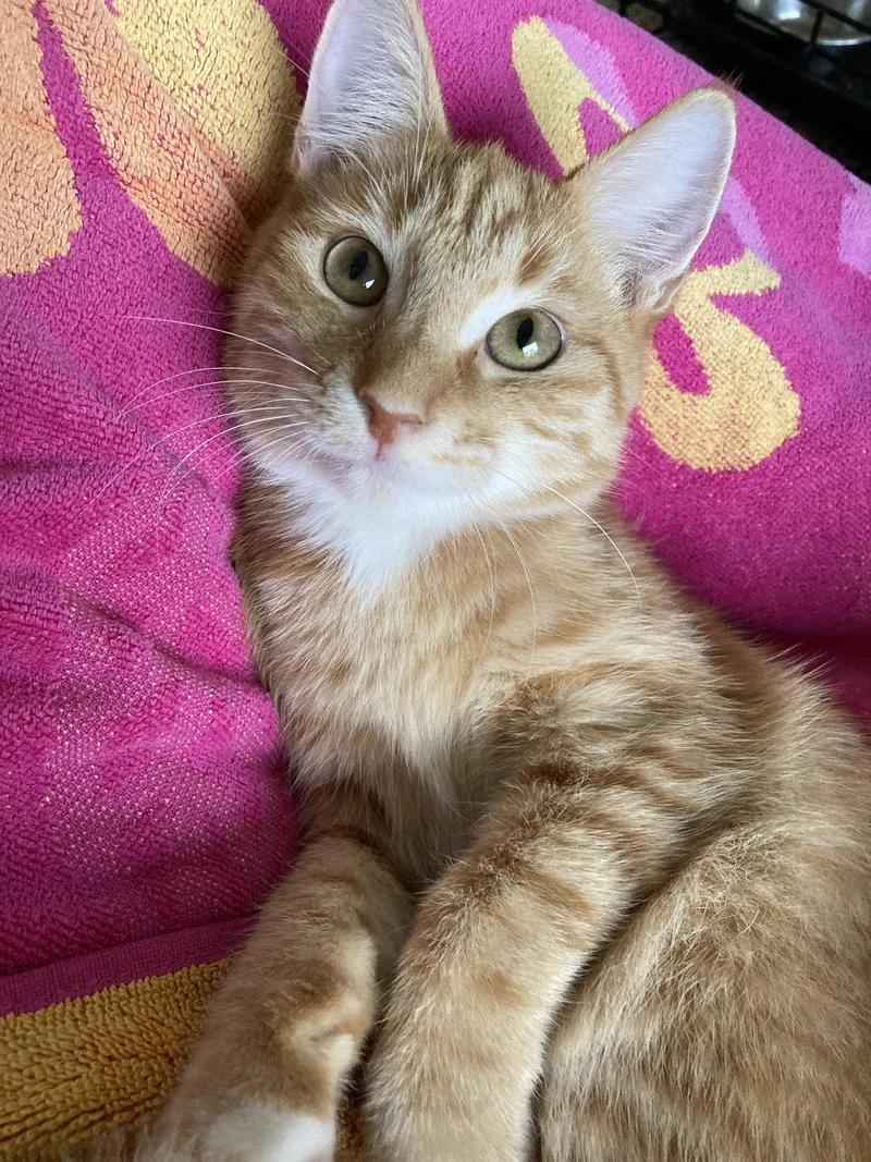 An adult medium-sized female Tabby cat named Sundance for adoption in Fort Myers, FL