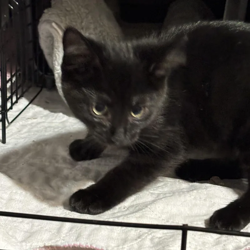 A baby small-sized male Black Domestic Short Hair cat named Pepper for adoption in Pittsburgh, PA