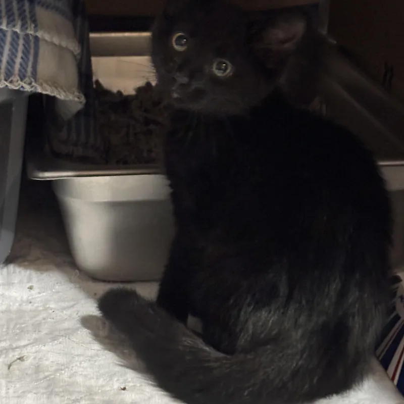 Pepper thumbnail 2