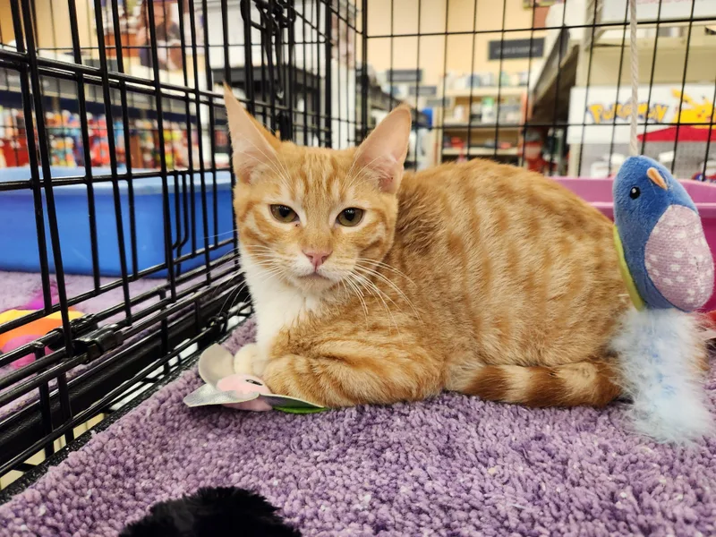A baby small-sized female Orange & White Domestic Short Hair cat named Alani for adoption in Buena Park, CA