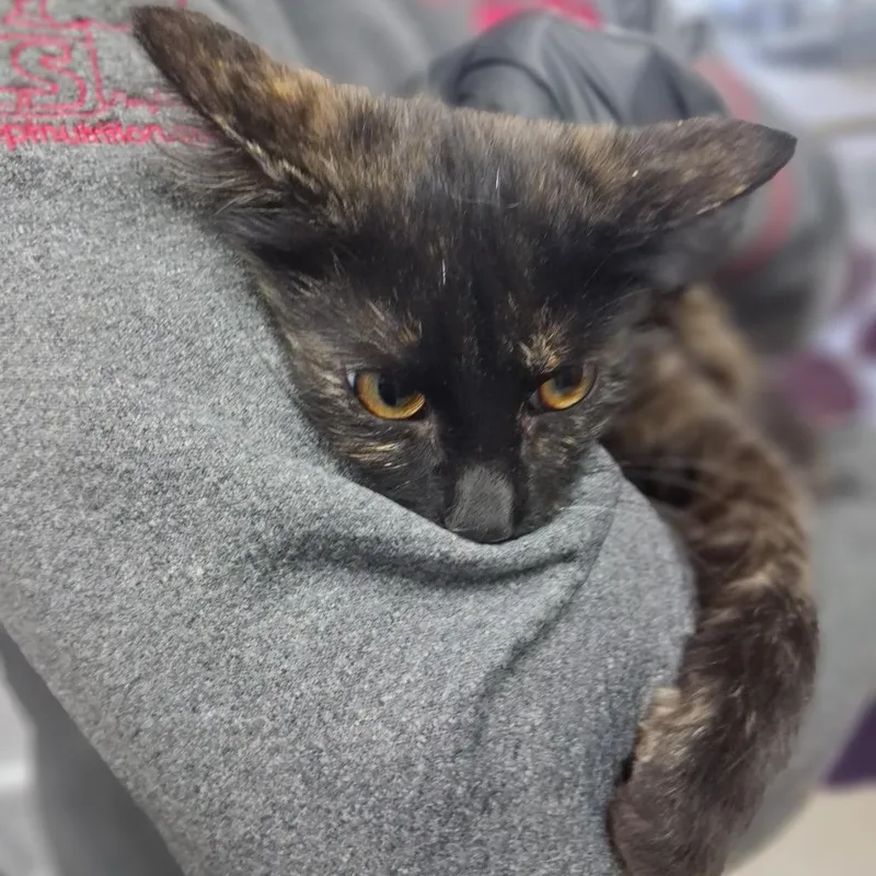 A young small-sized female Calico Domestic Long Hair cat named Zsa Zsa for adoption in Lufkin, TX