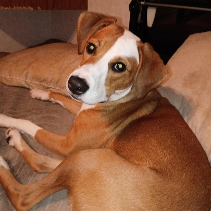 A young medium-sized female Red / Chestnut / Orange Mixed Breed dog named Lakota for adoption in Conway, NH
