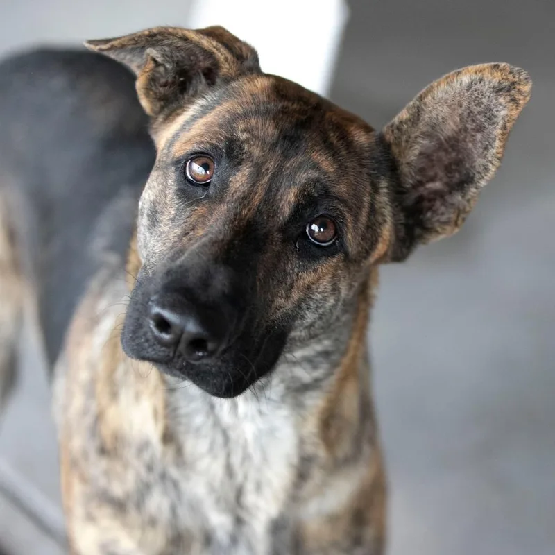 A young medium-sized female Brindle German Shepherd Dog dog named Mija for adoption in Peyton, CO