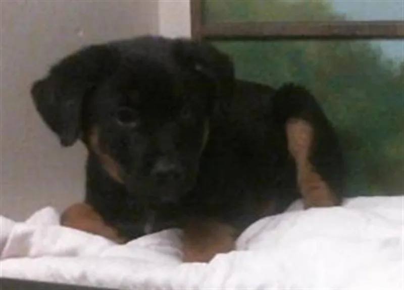 Bear Rocky Rio Lewis