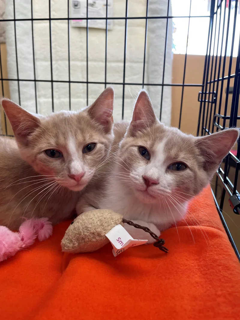 A baby medium-sized male Orange & White Domestic Short Hair cat named Louie for adoption in Westfield, NJ