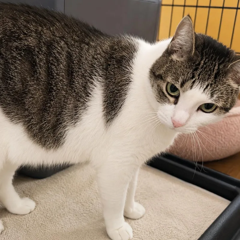 A young small-sized female White Domestic Short Hair cat named Chonquita for adoption in Howard beach, NY