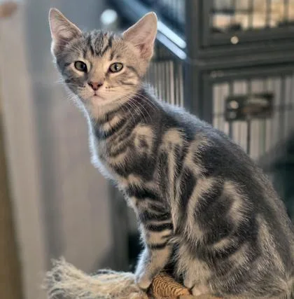 A baby medium-sized male Domestic Short Hair cat named Schroeder for adoption in Verona, WI