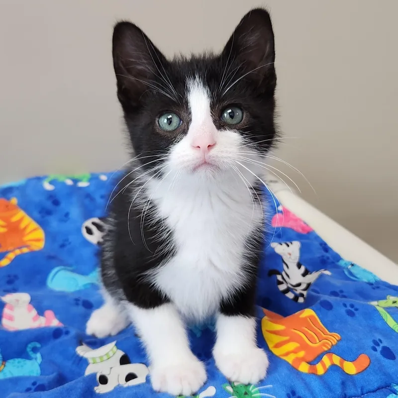 A baby medium-sized male Black & White / Tuxedo Tuxedo cat named Connery for adoption in Marshfield, WI
