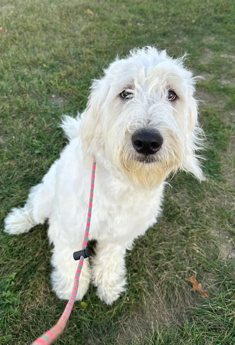 Swiffer