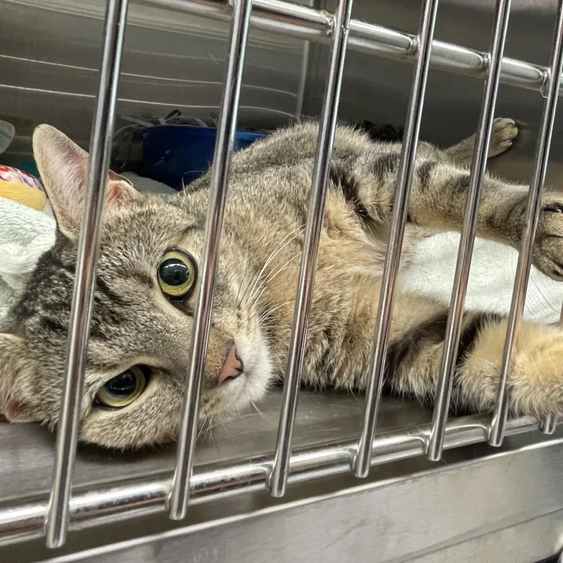 A young medium-sized female Gray / Blue / Silver Domestic Short Hair cat named Fuzzy Hedgehog for adoption in Philadelphia, PA