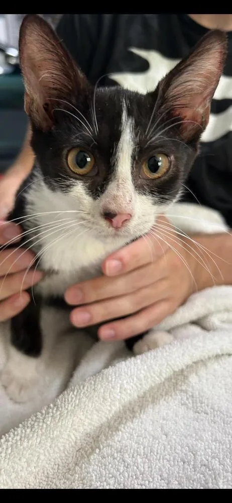 Smudgers thumbnail 2