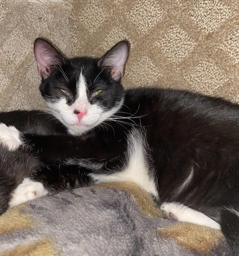 Smudgers thumbnail 4